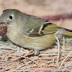 Ruby-crowned Kinglet